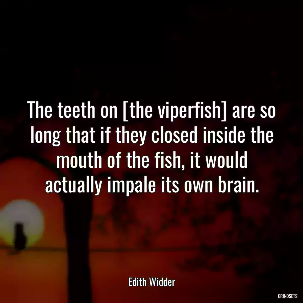 The teeth on [the viperfish] are so long that if they closed inside the mouth of the fish, it would actually impale its own brain.