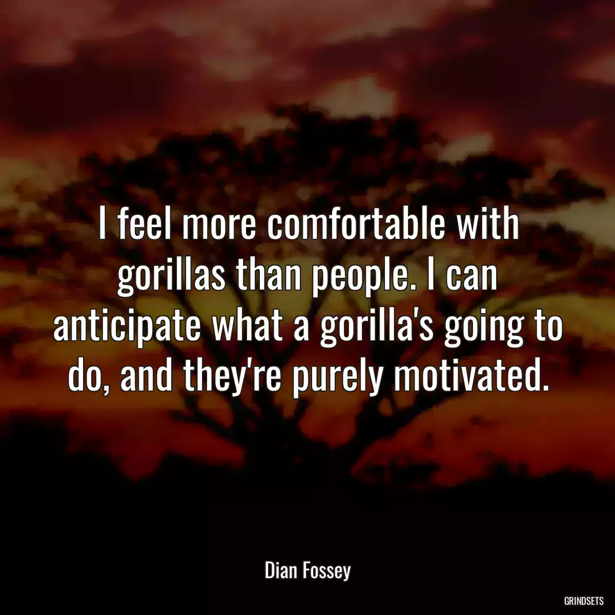 I feel more comfortable with gorillas than people. I can anticipate what a gorilla\'s going to do, and they\'re purely motivated.