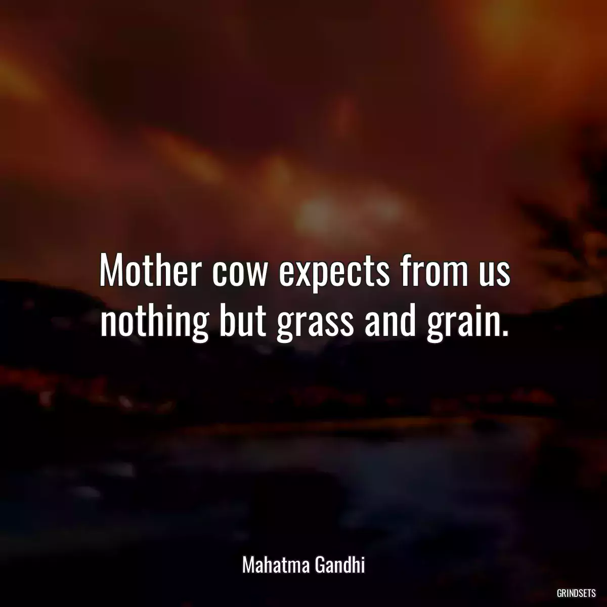 Mother cow expects from us nothing but grass and grain.