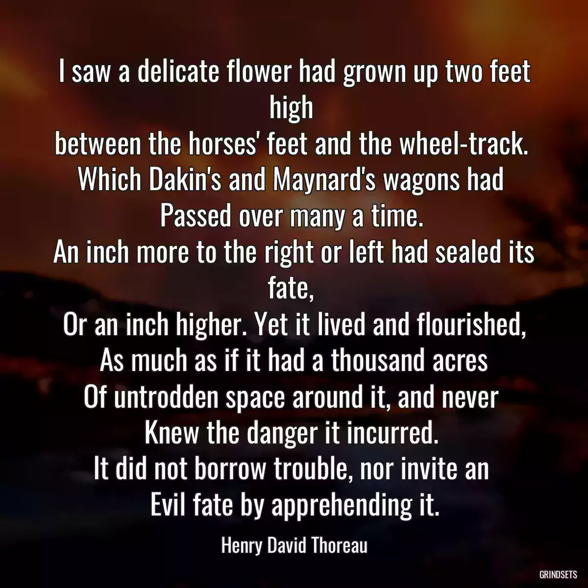 I saw a delicate flower had grown up two feet high 
between the horses\' feet and the wheel-track. 
Which Dakin\'s and Maynard\'s wagons had 
Passed over many a time. 
An inch more to the right or left had sealed its fate, 
Or an inch higher. Yet it lived and flourished,
As much as if it had a thousand acres
Of untrodden space around it, and never 
Knew the danger it incurred. 
It did not borrow trouble, nor invite an 
Evil fate by apprehending it.