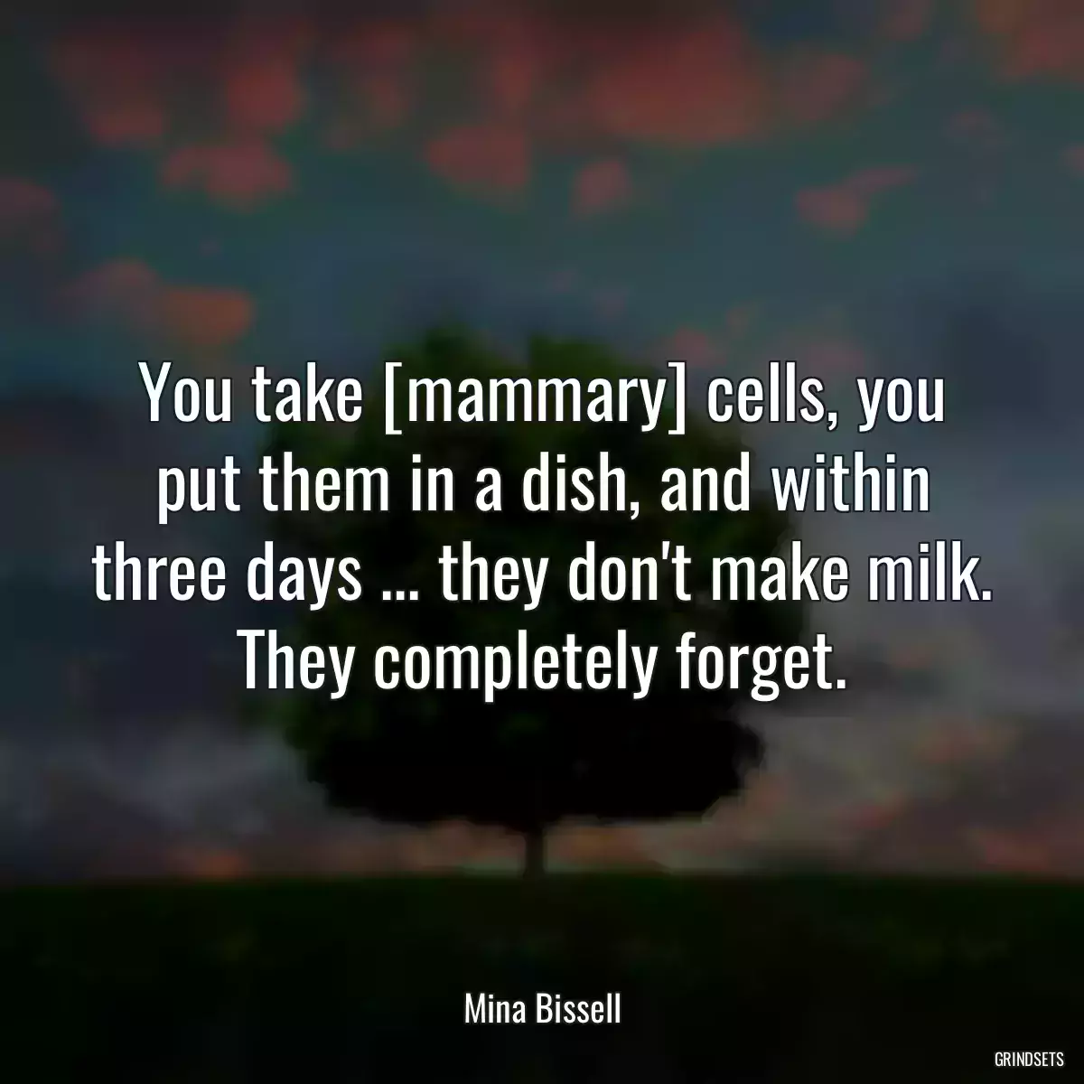 You take [mammary] cells, you put them in a dish, and within three days ... they don\'t make milk. They completely forget.