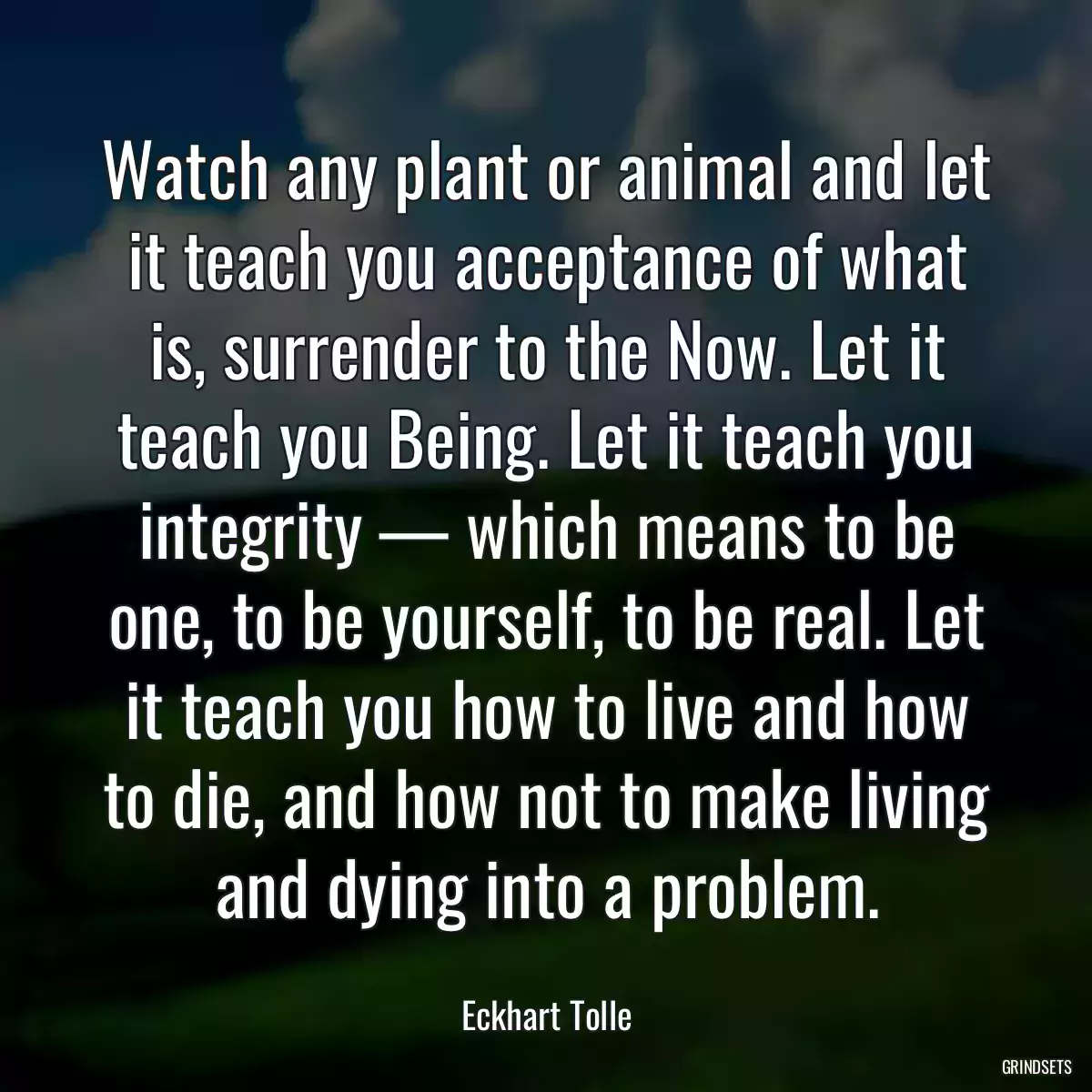 Watch any plant or animal and let it teach you acceptance of what is, surrender to the Now. Let it teach you Being. Let it teach you integrity — which means to be one, to be yourself, to be real. Let it teach you how to live and how to die, and how not to make living and dying into a problem.