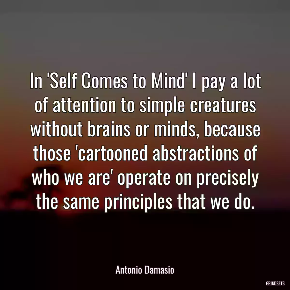 In \'Self Comes to Mind\' I pay a lot of attention to simple creatures without brains or minds, because those \'cartooned abstractions of who we are\' operate on precisely the same principles that we do.