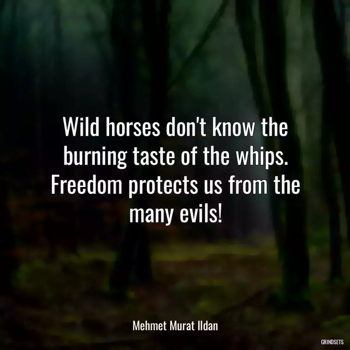 Wild horses don\'t know the burning taste of the whips. Freedom protects us from the many evils!