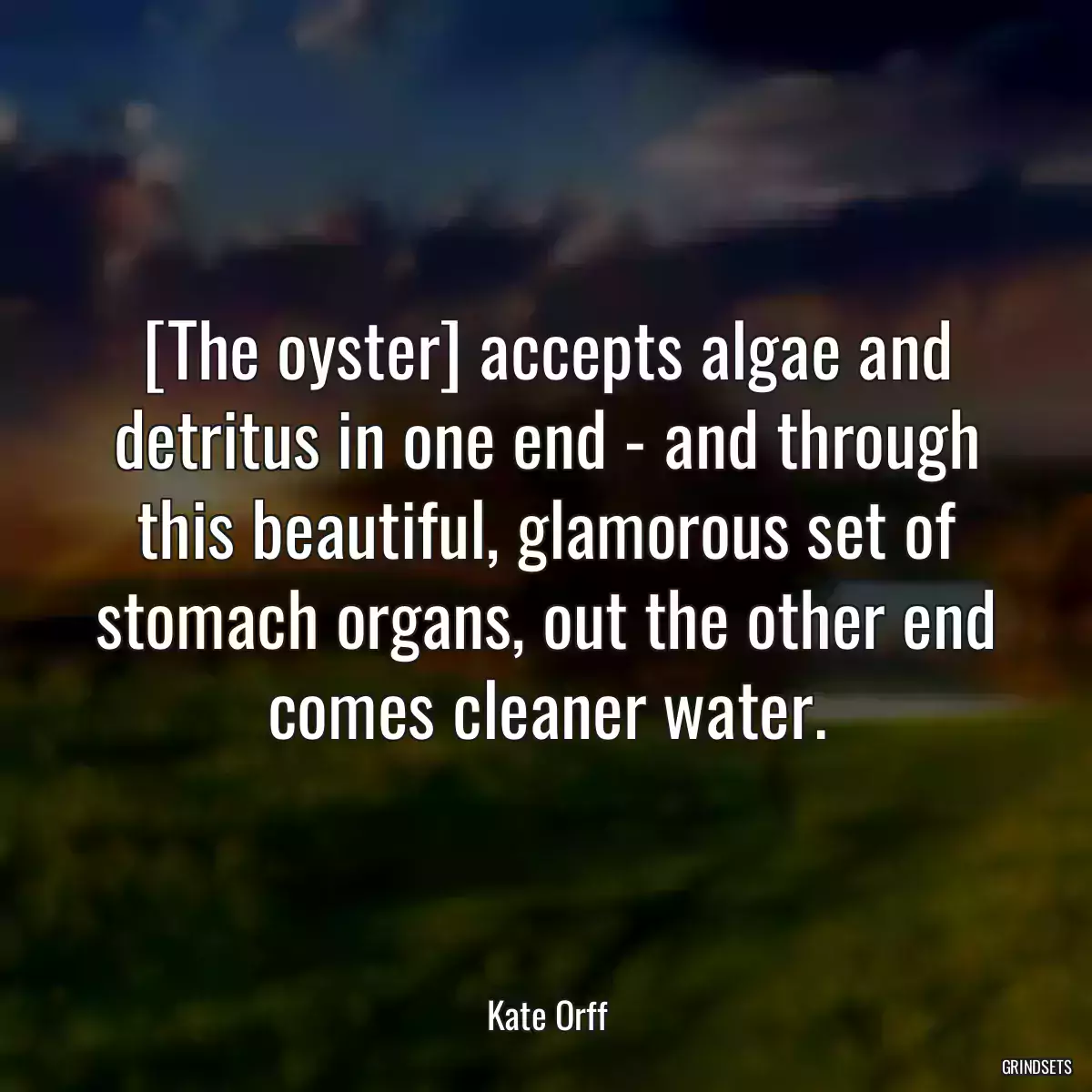 [The oyster] accepts algae and detritus in one end - and through this beautiful, glamorous set of stomach organs, out the other end comes cleaner water.