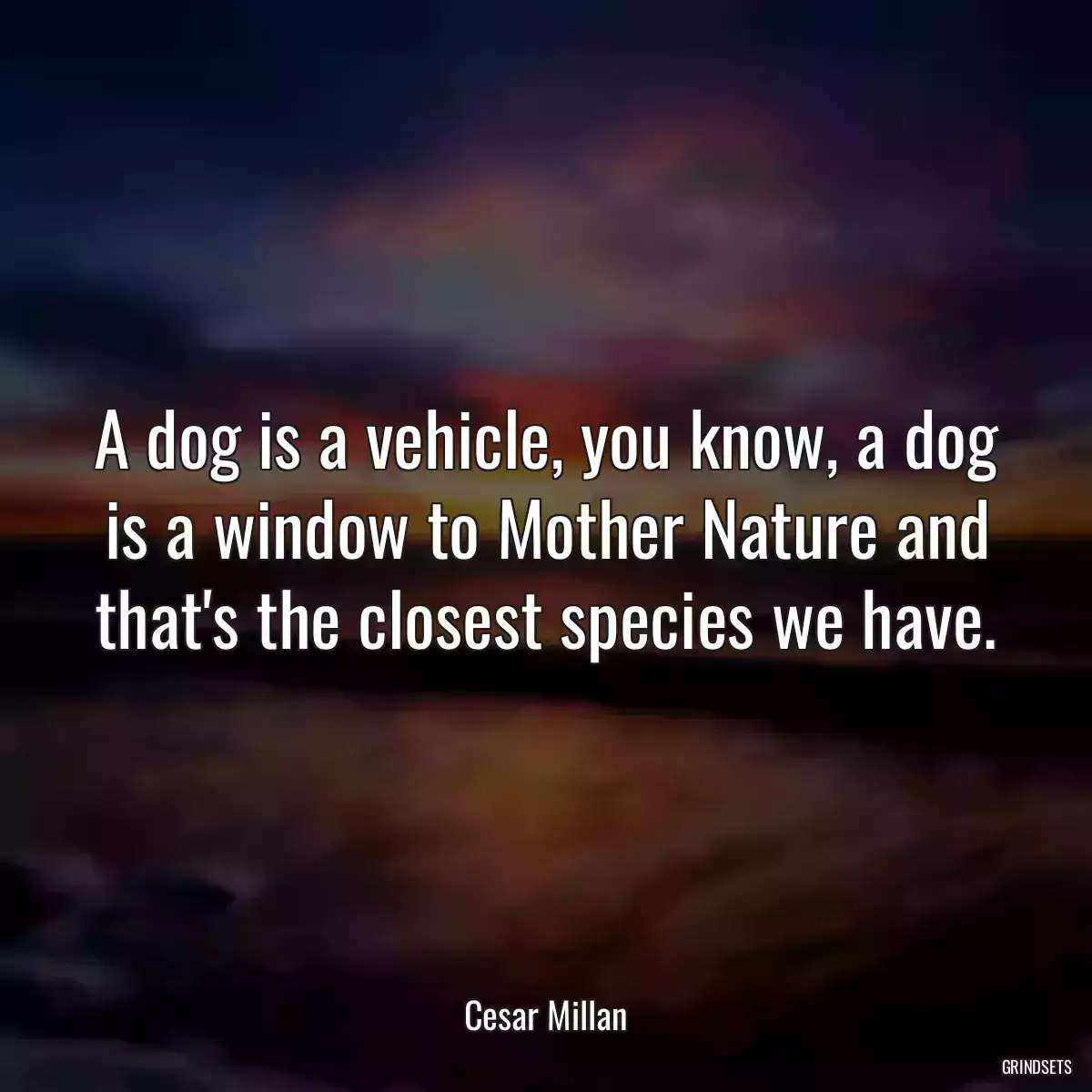 A dog is a vehicle, you know, a dog is a window to Mother Nature and that\'s the closest species we have.