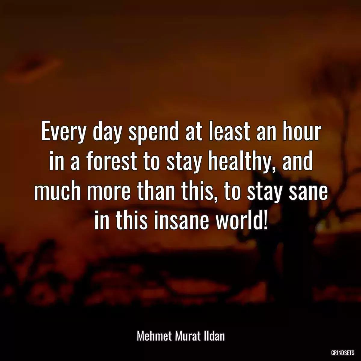 Every day spend at least an hour in a forest to stay healthy, and much more than this, to stay sane in this insane world!