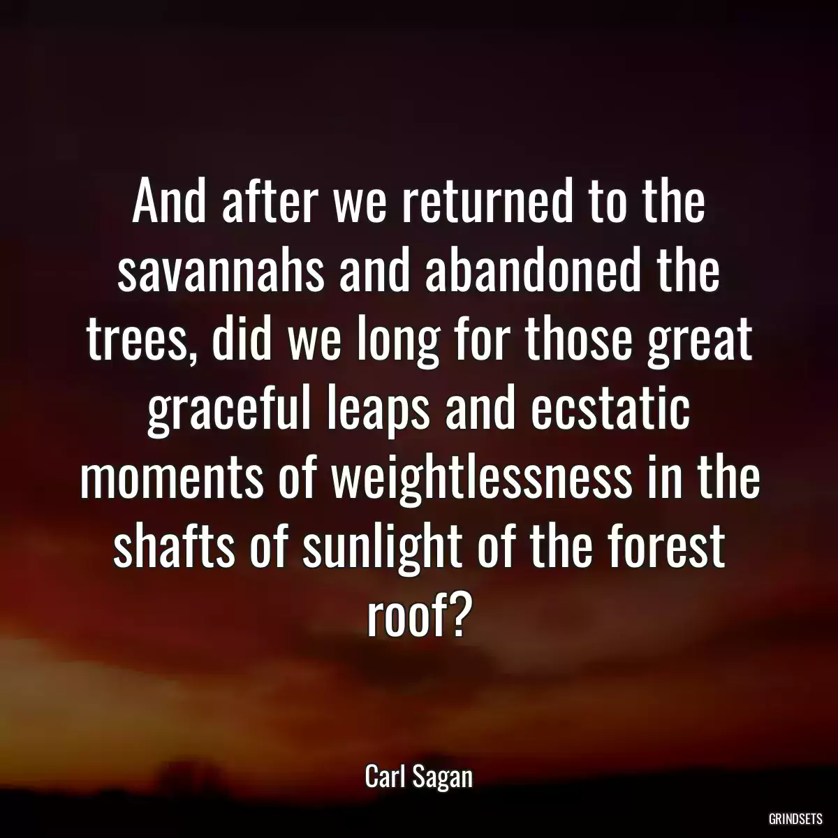 And after we returned to the savannahs and abandoned the trees, did we long for those great graceful leaps and ecstatic moments of weightlessness in the shafts of sunlight of the forest roof?