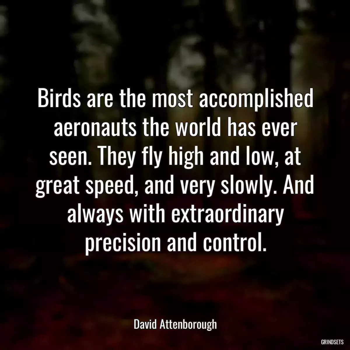 Birds are the most accomplished aeronauts the world has ever seen. They fly high and low, at great speed, and very slowly. And always with extraordinary precision and control.