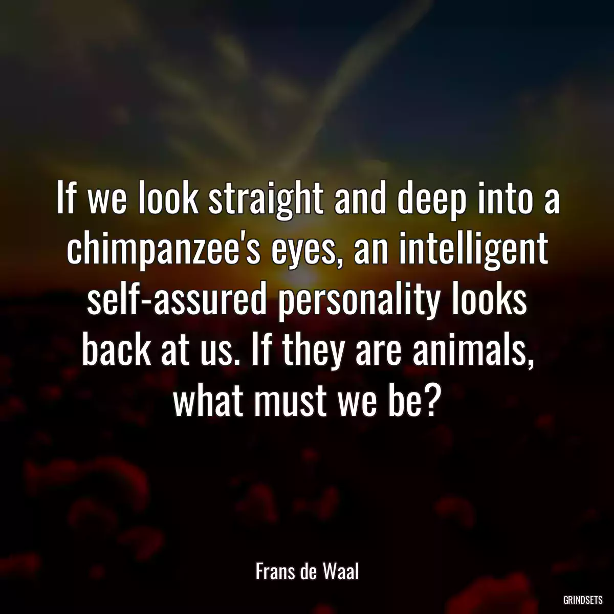 If we look straight and deep into a chimpanzee\'s eyes, an intelligent self-assured personality looks back at us. If they are animals, what must we be?