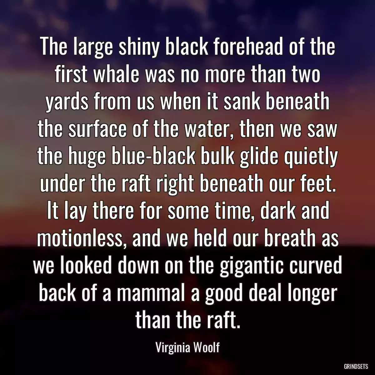 The large shiny black forehead of the first whale was no more than two yards from us when it sank beneath the surface of the water, then we saw the huge blue-black bulk glide quietly under the raft right beneath our feet. It lay there for some time, dark and motionless, and we held our breath as we looked down on the gigantic curved back of a mammal a good deal longer than the raft.