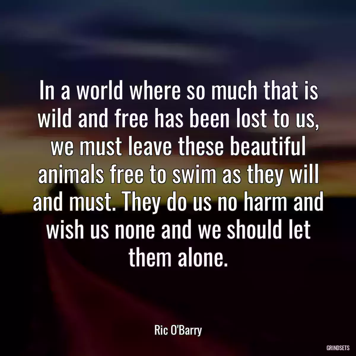 In a world where so much that is wild and free has been lost to us, we must leave these beautiful animals free to swim as they will and must. They do us no harm and wish us none and we should let them alone.