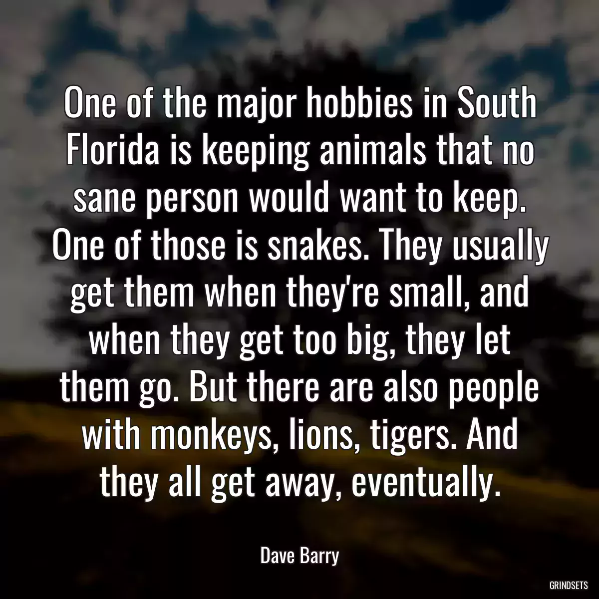 One of the major hobbies in South Florida is keeping animals that no sane person would want to keep. One of those is snakes. They usually get them when they\'re small, and when they get too big, they let them go. But there are also people with monkeys, lions, tigers. And they all get away, eventually.