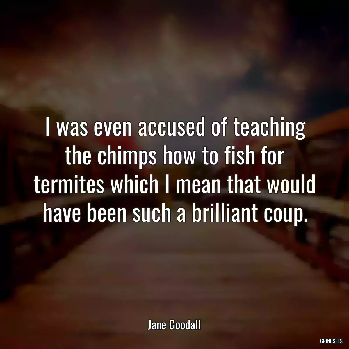 I was even accused of teaching the chimps how to fish for termites which I mean that would have been such a brilliant coup.