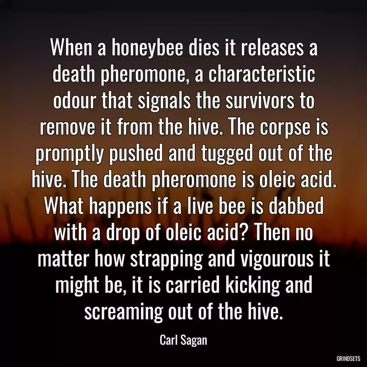 When a honeybee dies it releases a death pheromone, a characteristic odour that signals the survivors to remove it from the hive. The corpse is promptly pushed and tugged out of the hive. The death pheromone is oleic acid. What happens if a live bee is dabbed with a drop of oleic acid? Then no matter how strapping and vigourous it might be, it is carried kicking and screaming out of the hive.