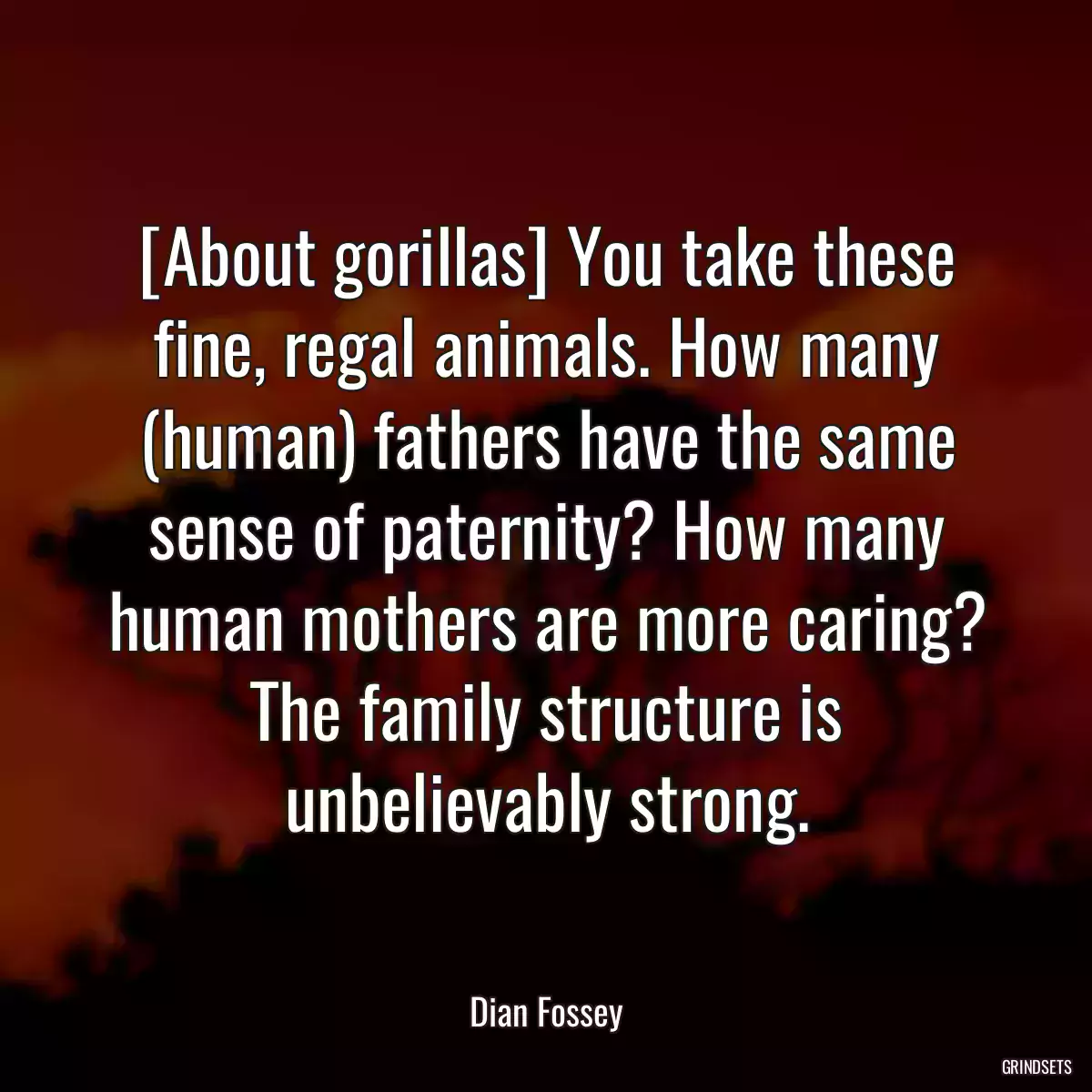 [About gorillas] You take these fine, regal animals. How many (human) fathers have the same sense of paternity? How many human mothers are more caring? The family structure is unbelievably strong.