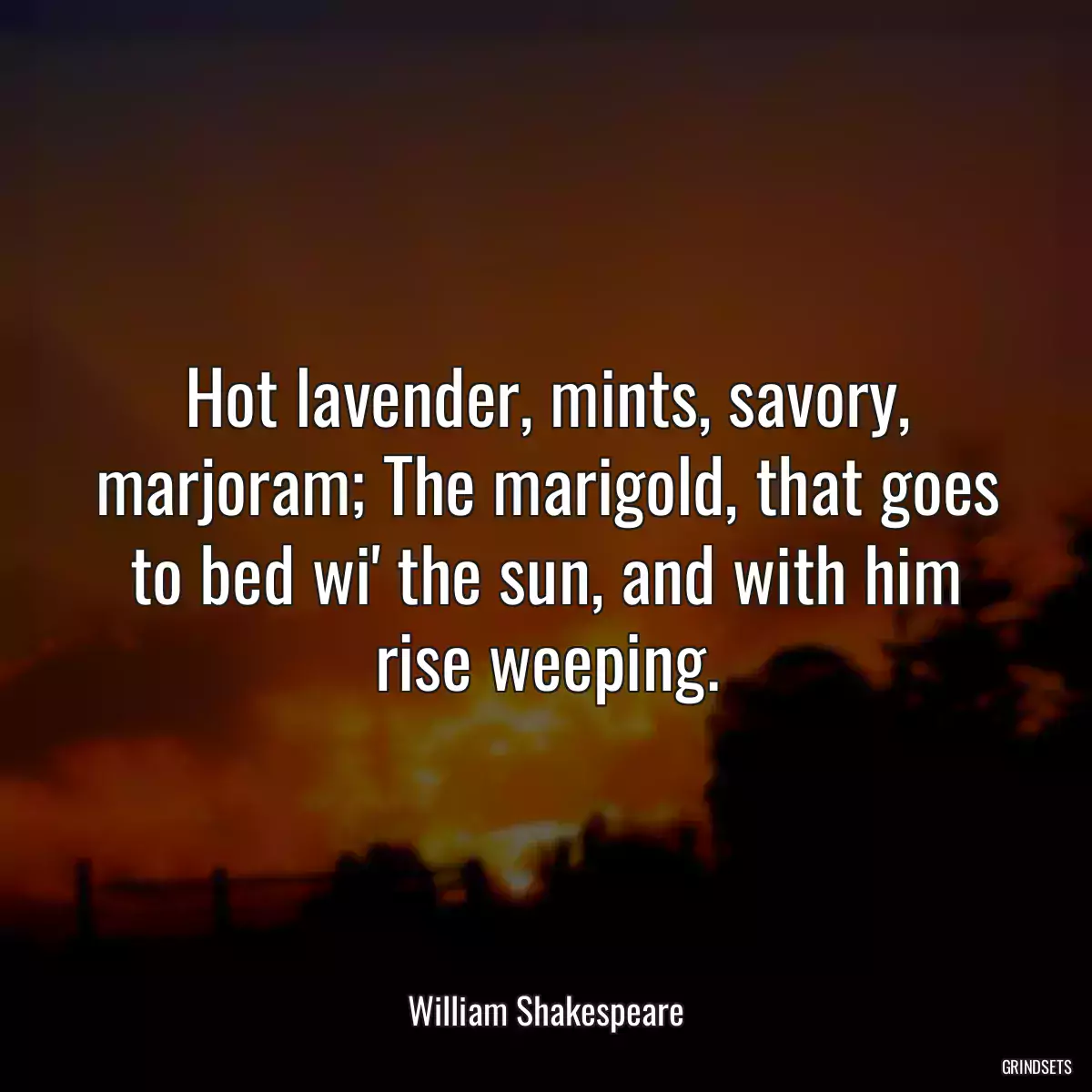 Hot lavender, mints, savory, marjoram; The marigold, that goes to bed wi\' the sun, and with him rise weeping.