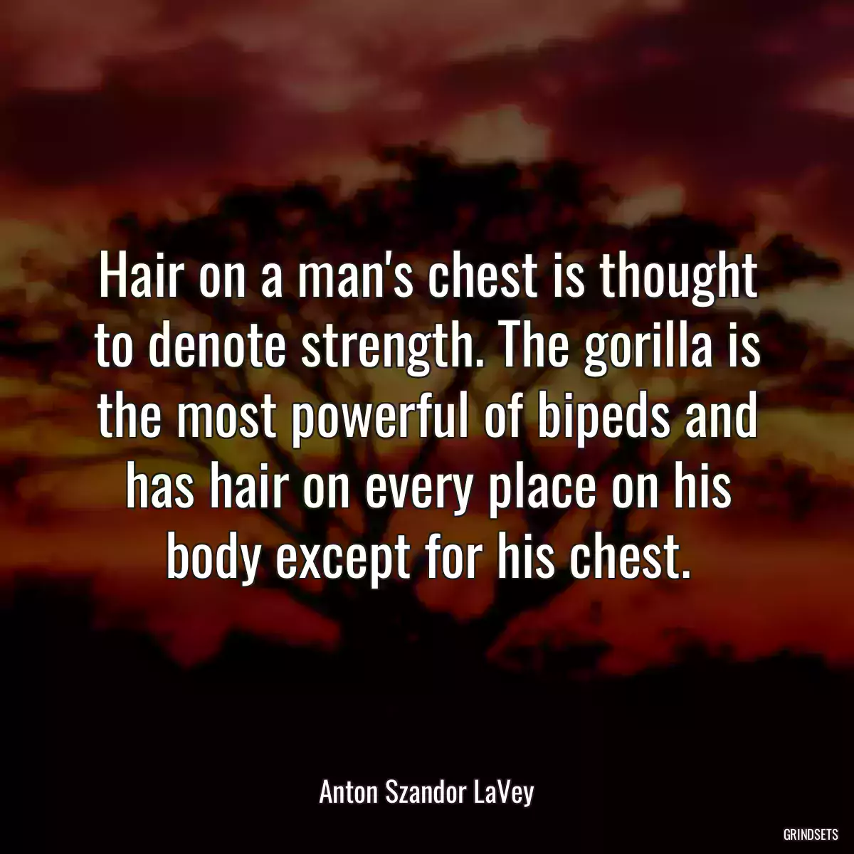 Hair on a man\'s chest is thought to denote strength. The gorilla is the most powerful of bipeds and has hair on every place on his body except for his chest.