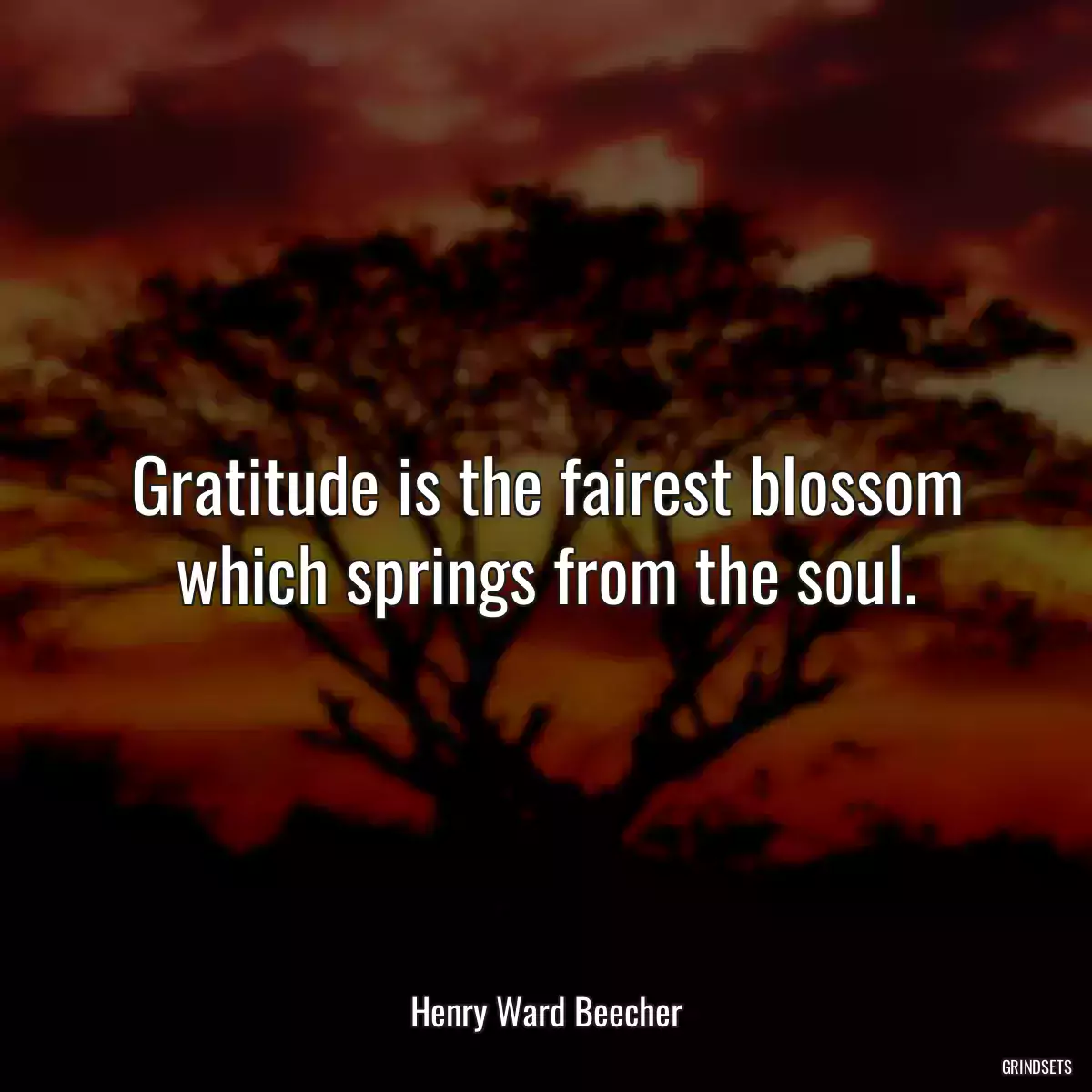 Gratitude is the fairest blossom which springs from the soul.