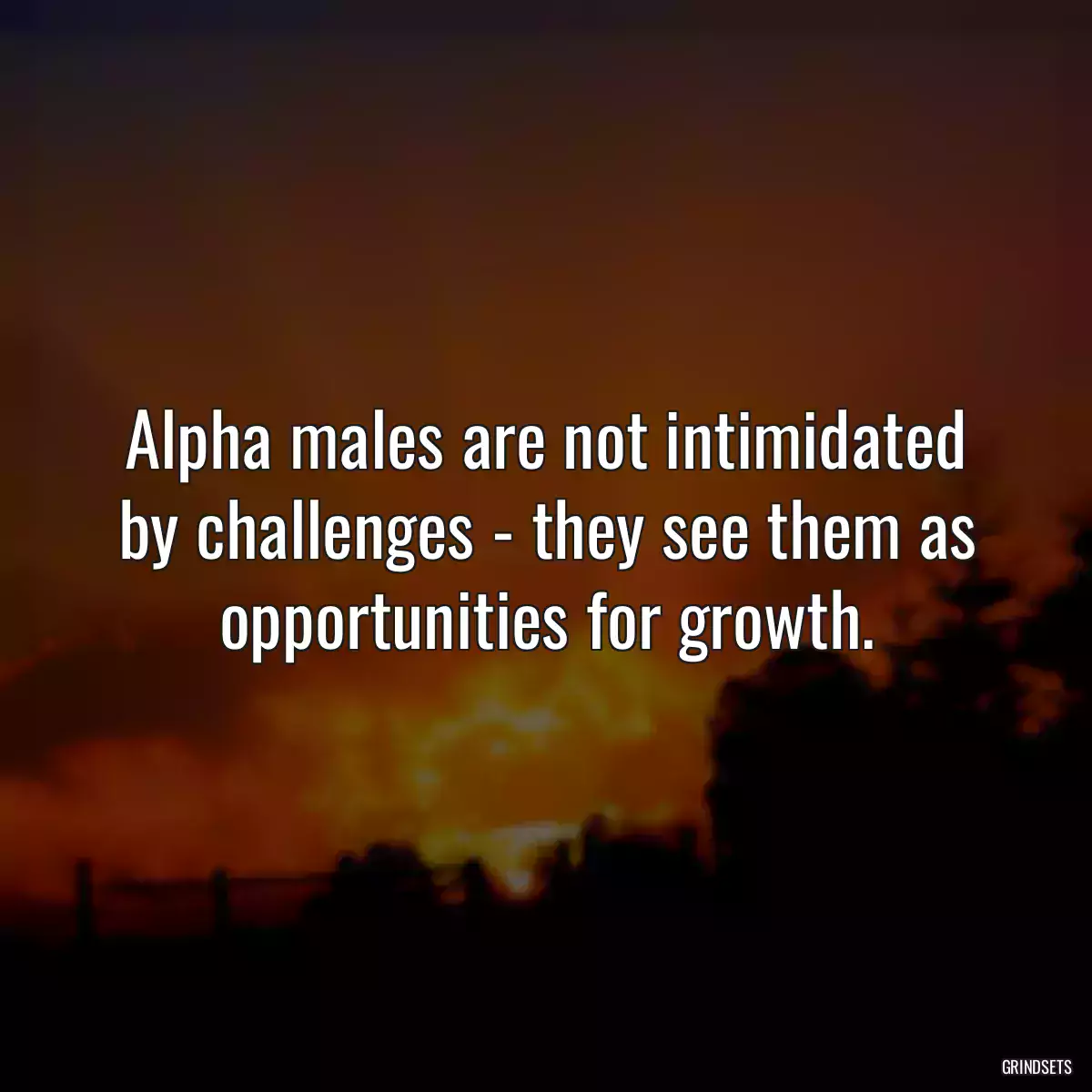 Alpha males are not intimidated by challenges - they see them as opportunities for growth.