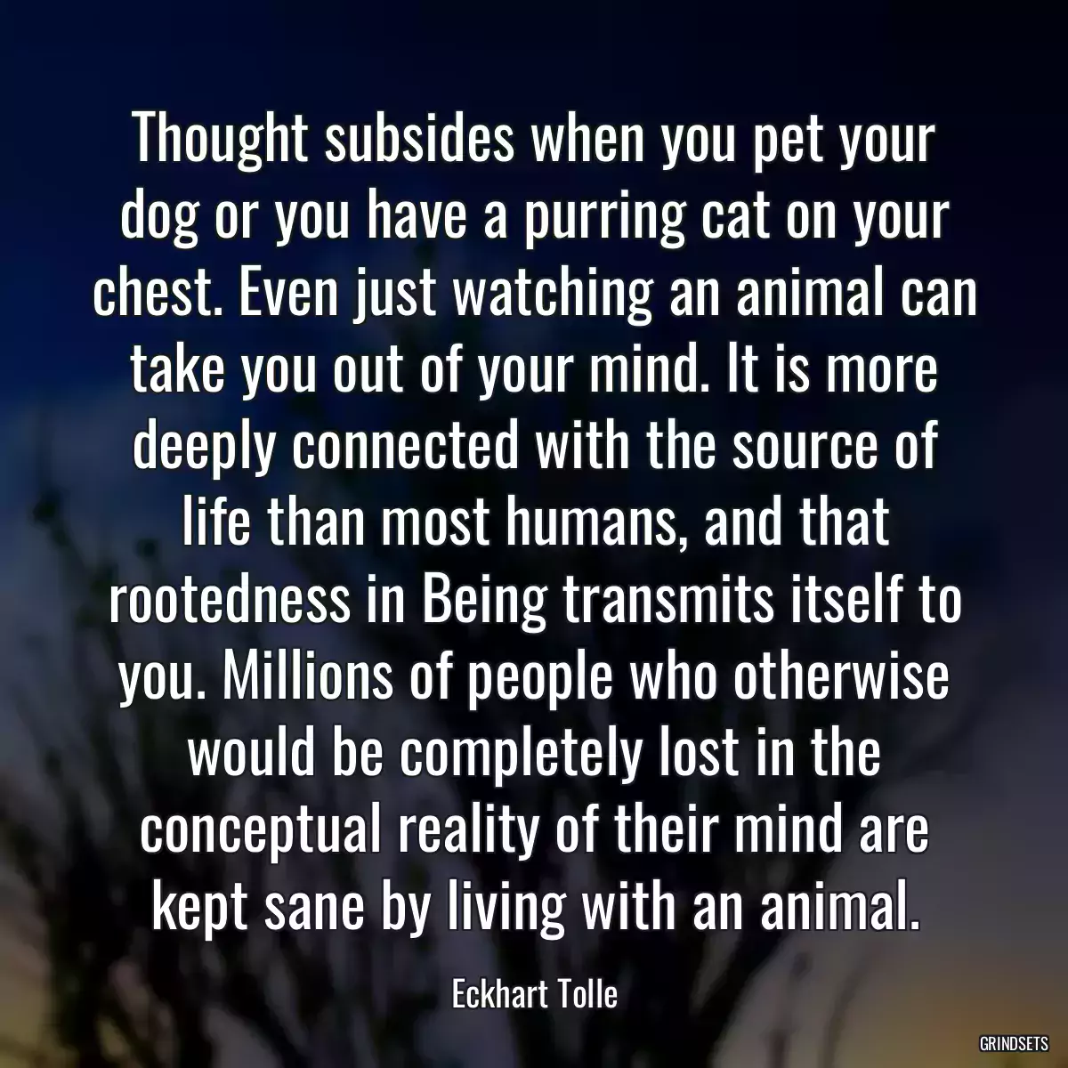 Thought subsides when you pet your dog or you have a purring cat on your chest. Even just watching an animal can take you out of your mind. It is more deeply connected with the source of life than most humans, and that rootedness in Being transmits itself to you. Millions of people who otherwise would be completely lost in the conceptual reality of their mind are kept sane by living with an animal.