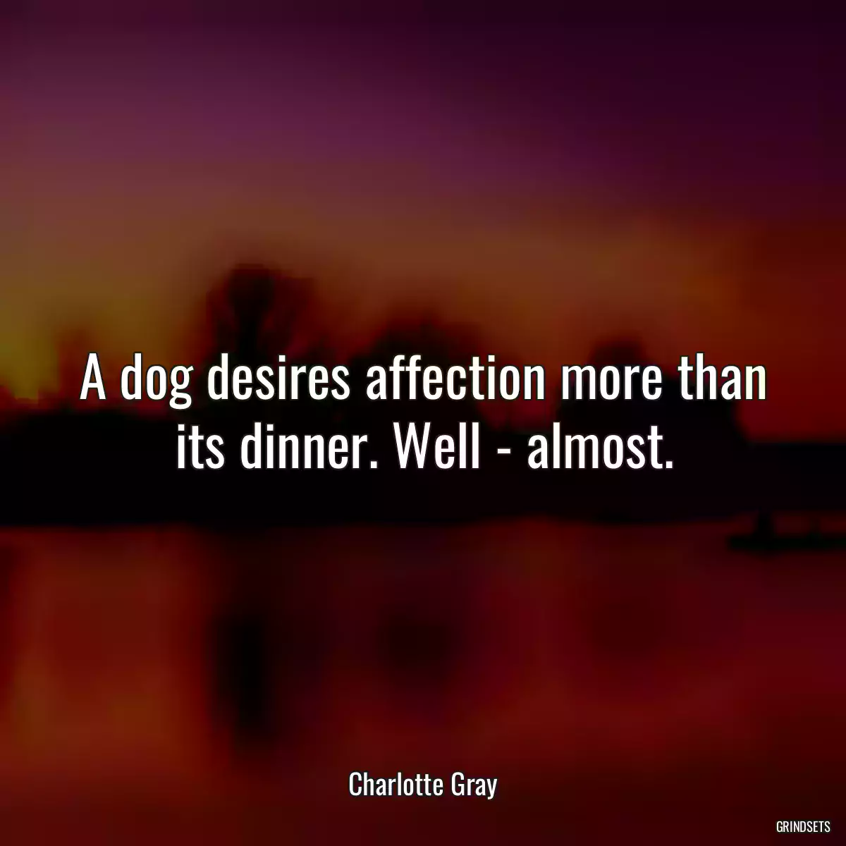 A dog desires affection more than its dinner. Well - almost.