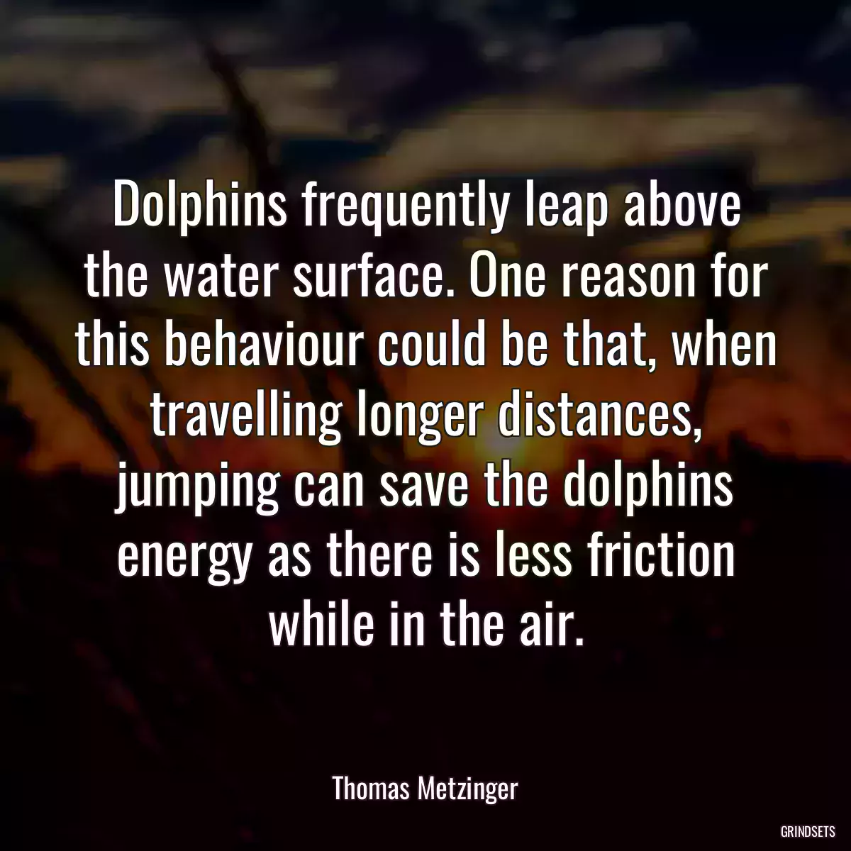 Dolphins frequently leap above the water surface. One reason for this behaviour could be that, when travelling longer distances, jumping can save the dolphins energy as there is less friction while in the air.