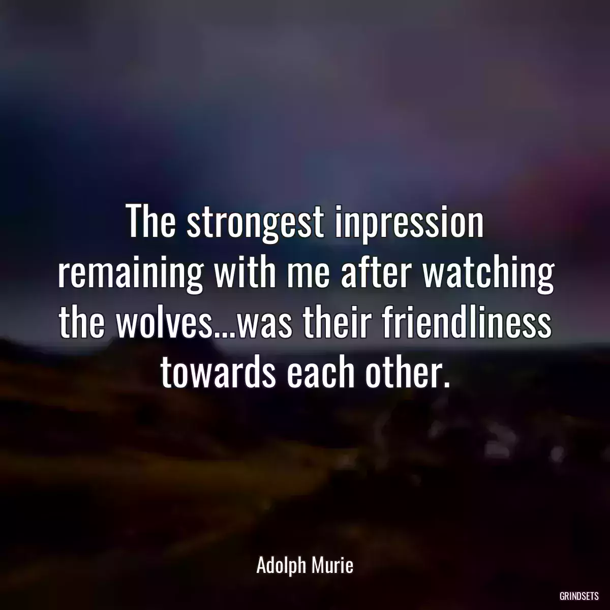 The strongest inpression remaining with me after watching the wolves...was their friendliness towards each other.