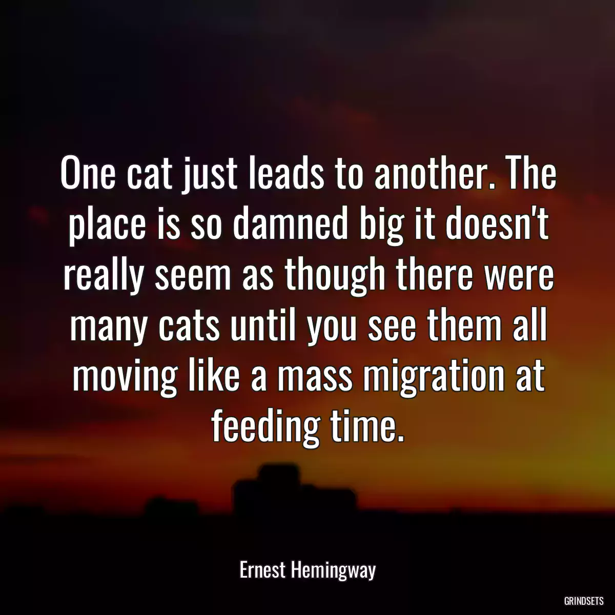 One cat just leads to another. The place is so damned big it doesn\'t really seem as though there were many cats until you see them all moving like a mass migration at feeding time.