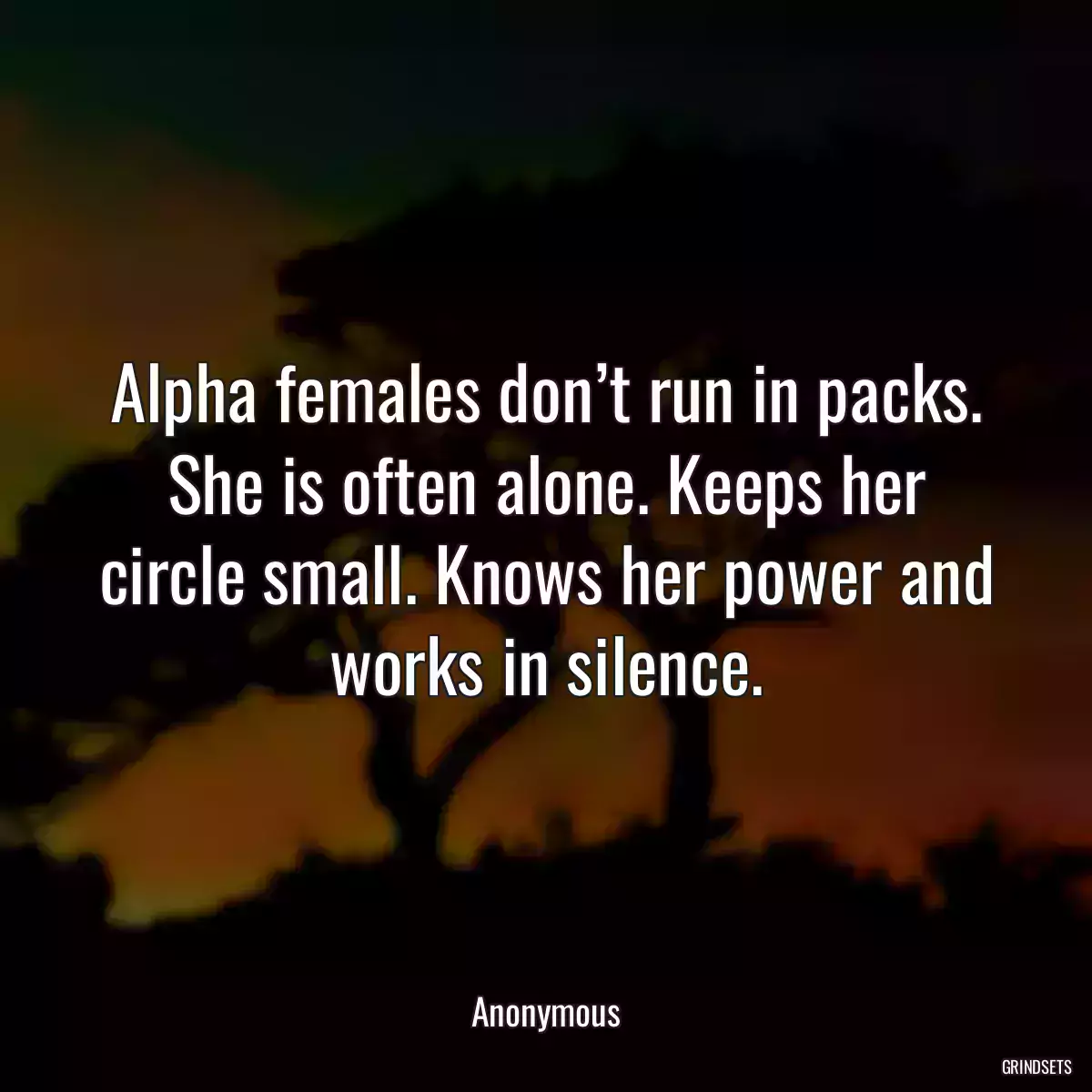 Alpha females don’t run in packs. She is often alone. Keeps her circle small. Knows her power and works in silence.