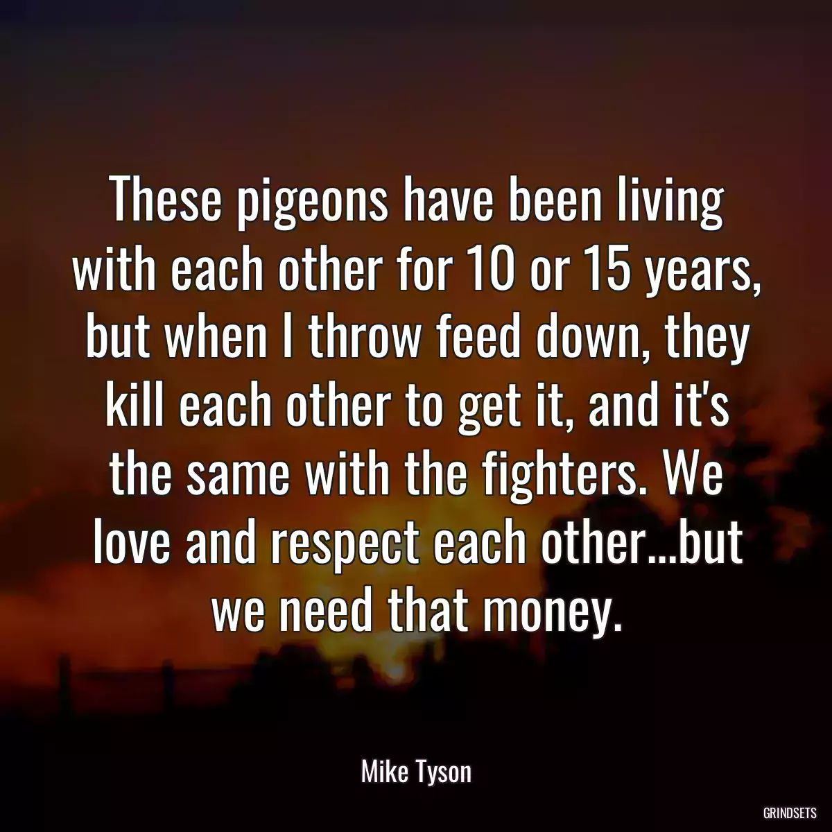 These pigeons have been living with each other for 10 or 15 years, but when I throw feed down, they kill each other to get it, and it\'s the same with the fighters. We love and respect each other...but we need that money.