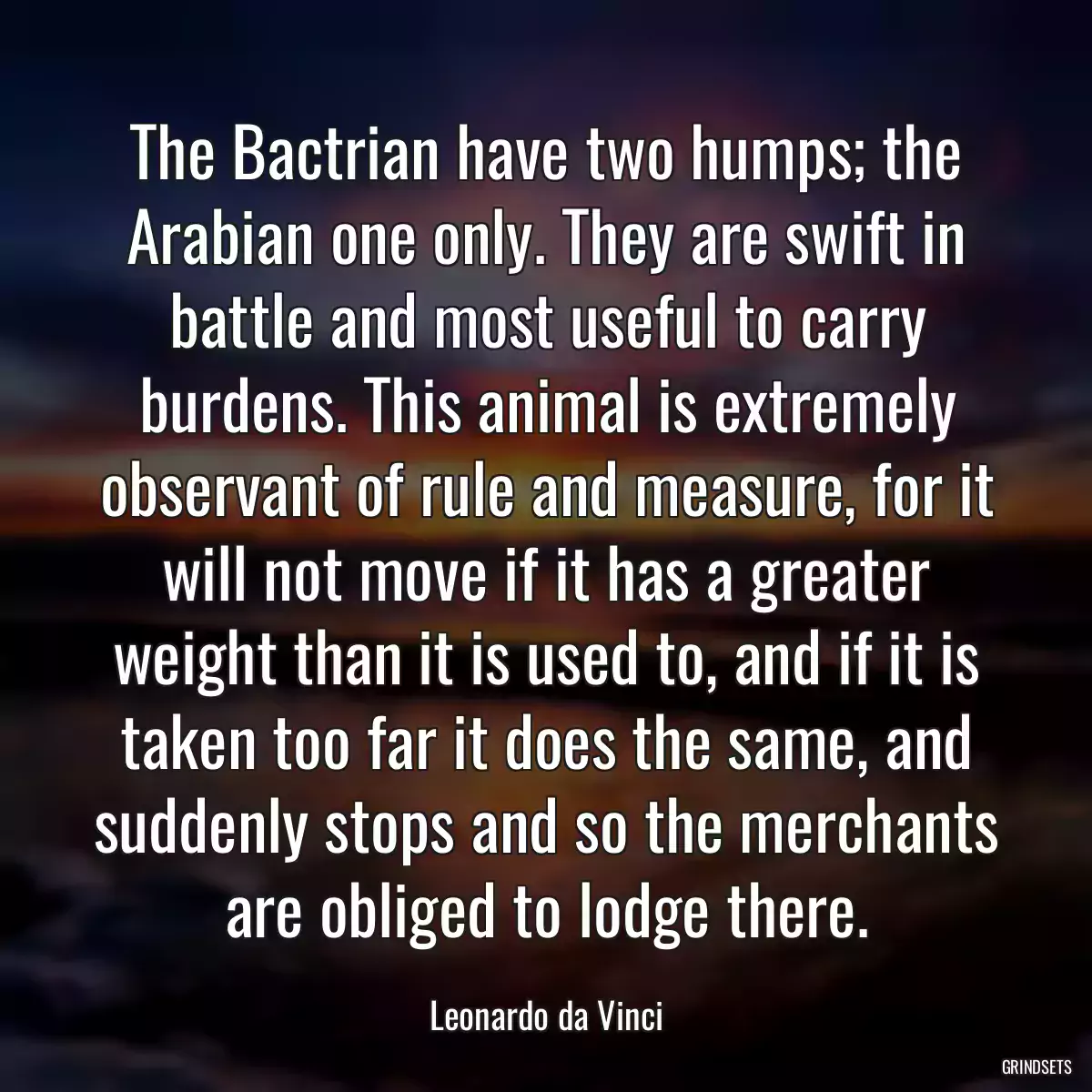 The Bactrian have two humps; the Arabian one only. They are swift in battle and most useful to carry burdens. This animal is extremely observant of rule and measure, for it will not move if it has a greater weight than it is used to, and if it is taken too far it does the same, and suddenly stops and so the merchants are obliged to lodge there.