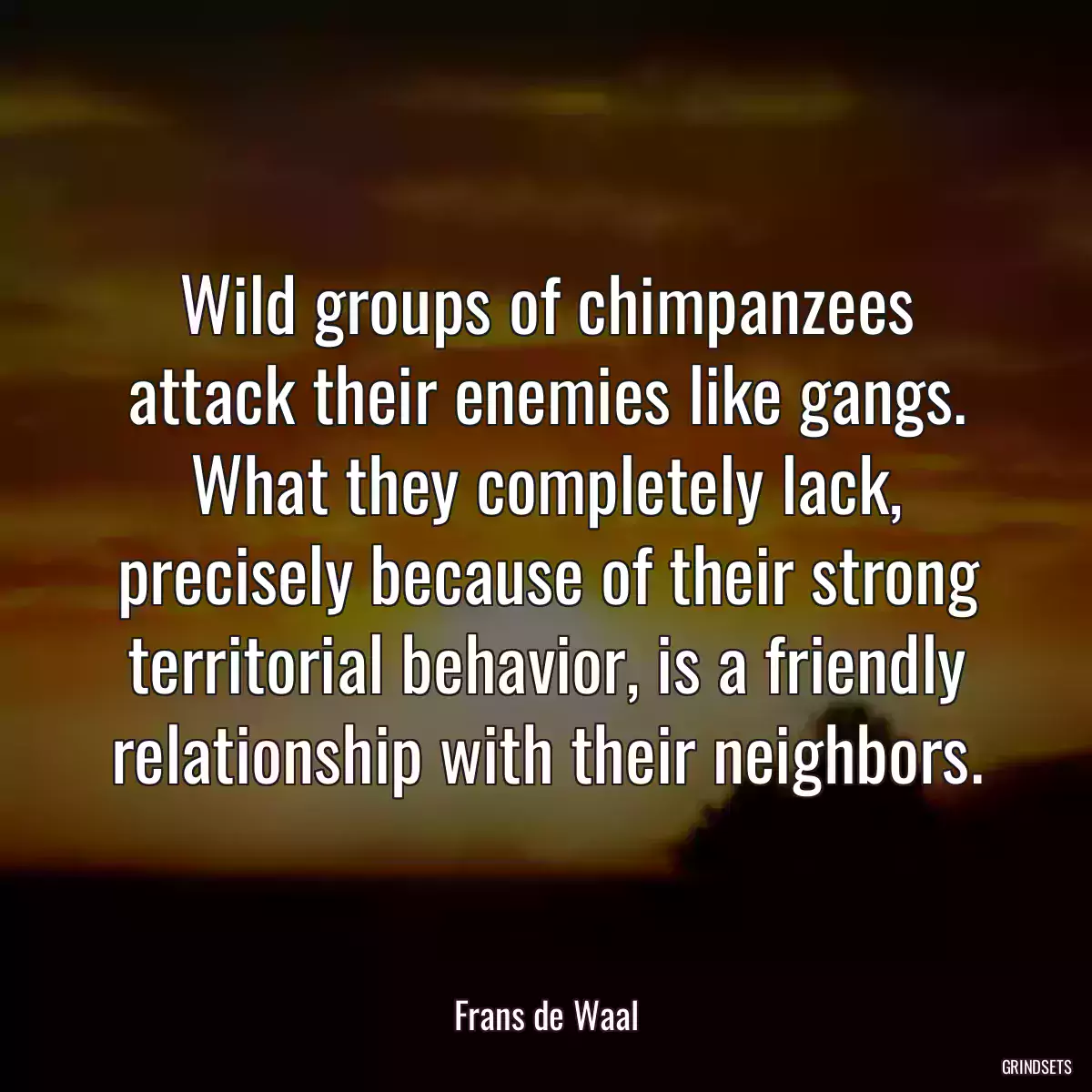 Wild groups of chimpanzees attack their enemies like gangs. What they completely lack, precisely because of their strong territorial behavior, is a friendly relationship with their neighbors.