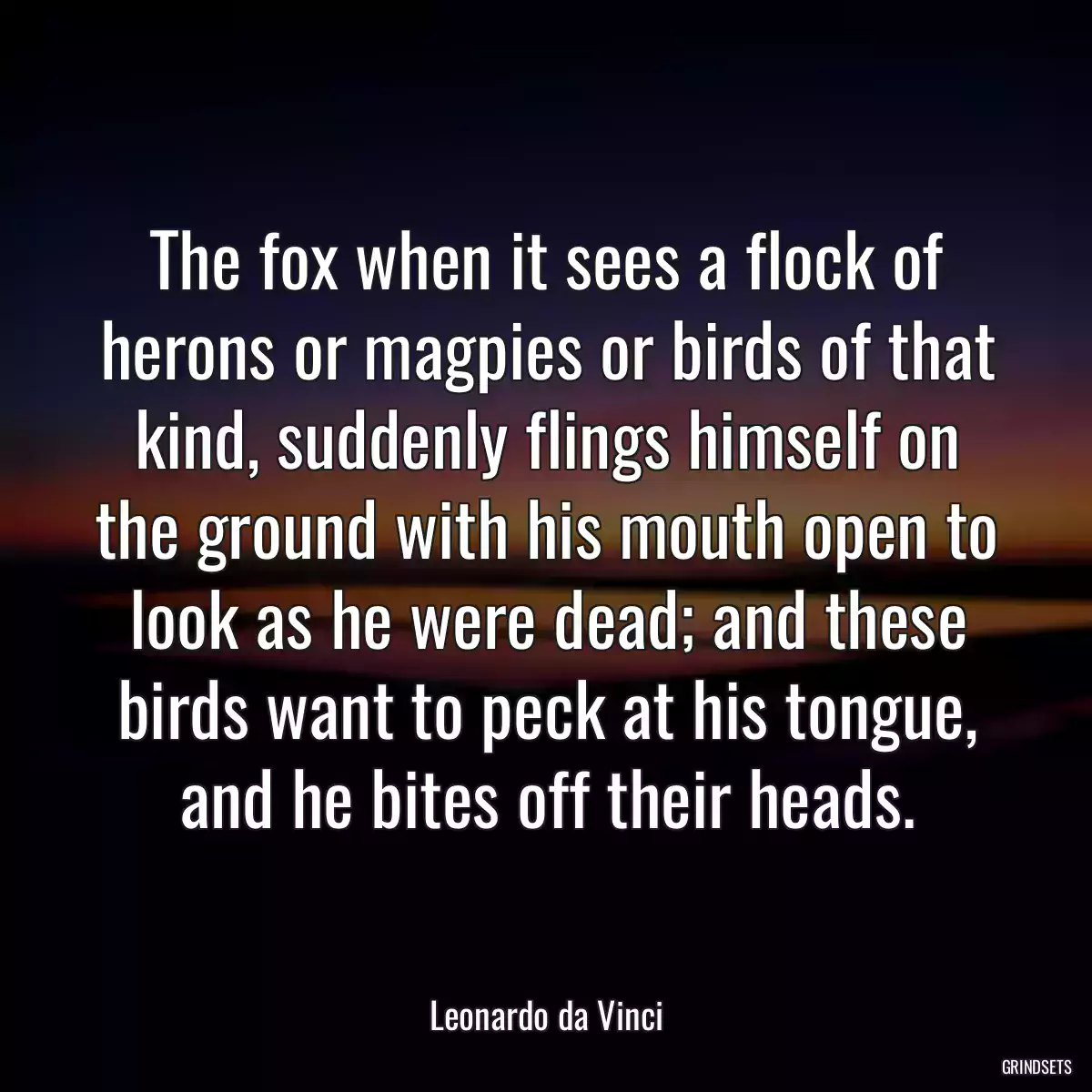 The fox when it sees a flock of herons or magpies or birds of that kind, suddenly flings himself on the ground with his mouth open to look as he were dead; and these birds want to peck at his tongue, and he bites off their heads.